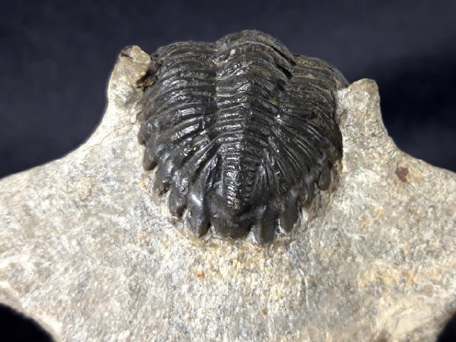 Hollardops mesocristatus (LE MAITRE 1952) - Bild &copy; FossNet FossilienStore
